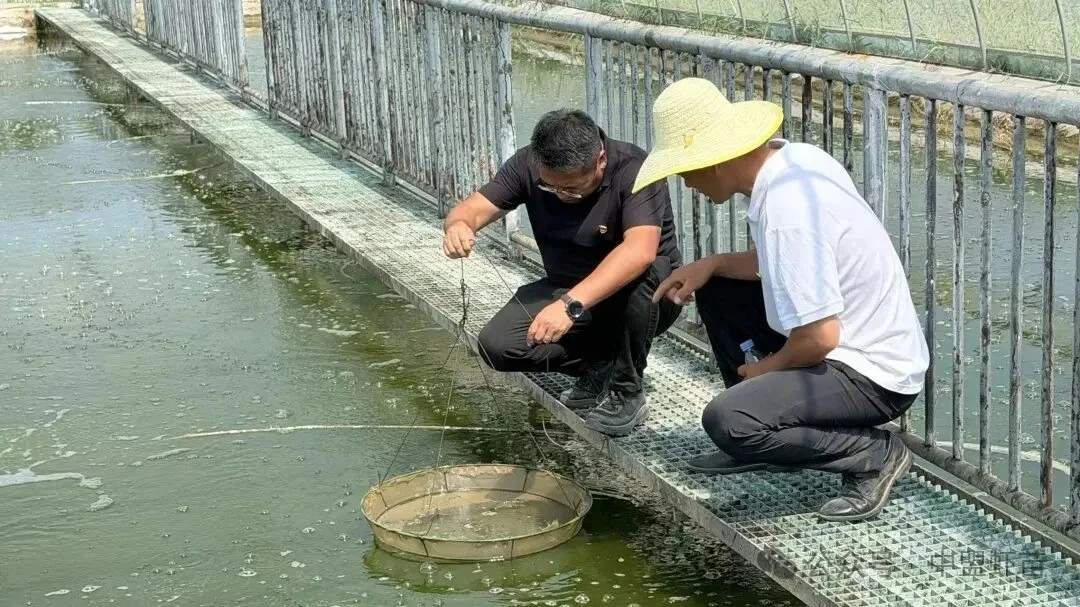 whiteleg shrimp cultviate in China inland salt lake whiteleg shrimp cultviate in China inland salt lake