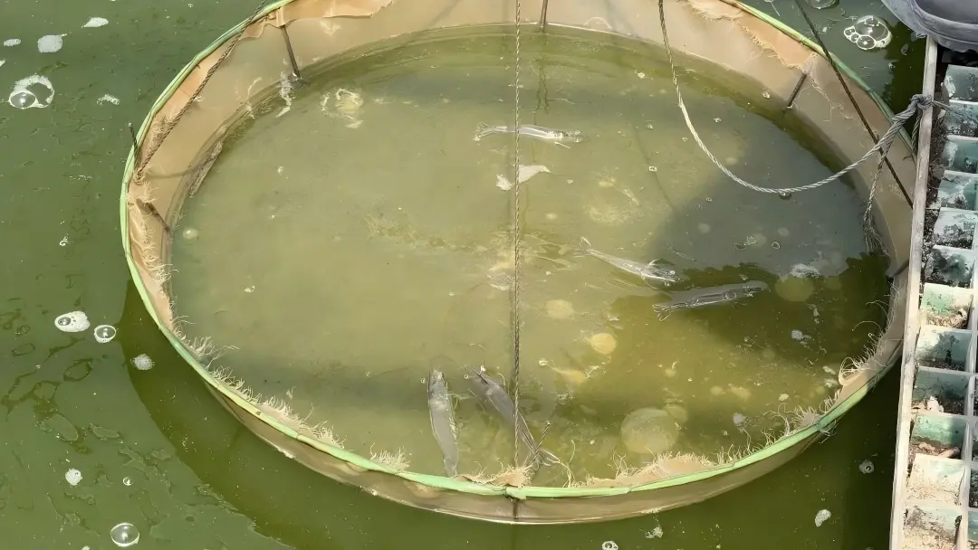 whiteleg shrimp growth in China inland whiteleg shrimp growth in China inland