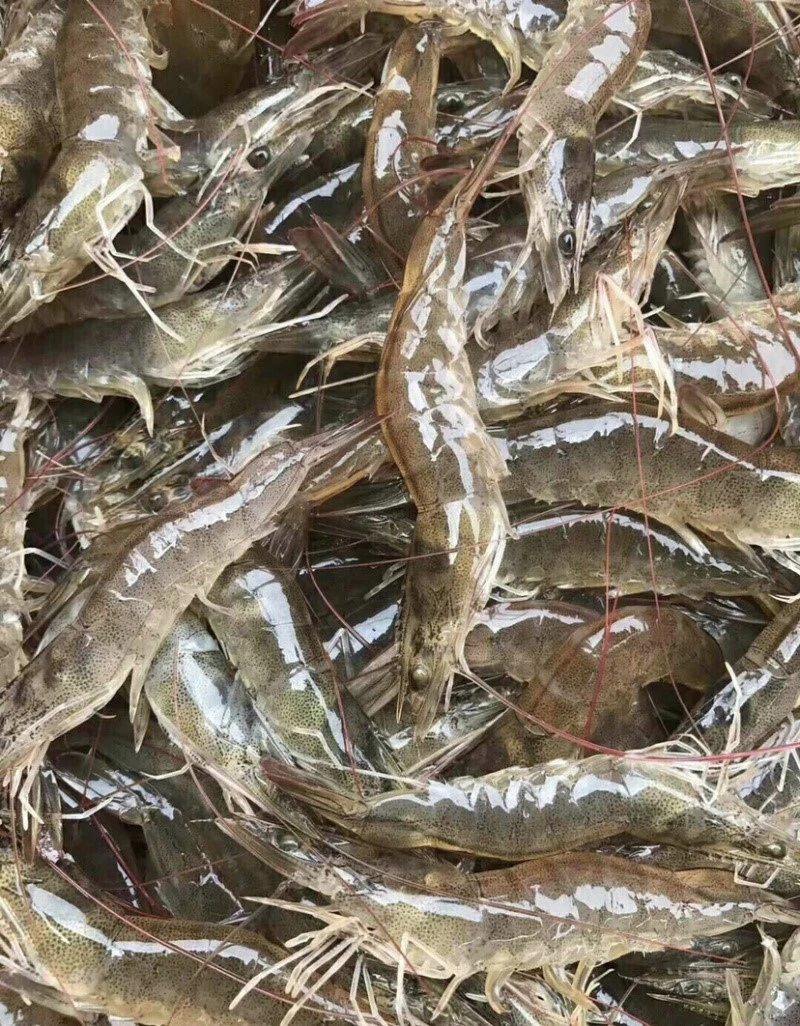vannamei shrimp yields in China vannamei shrimp yields in China