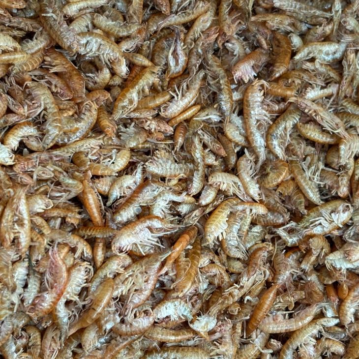 Gammarus shrimp